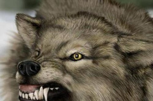 Goranboyda canavarlar kəndlərə hücum etdi, işçi qrup yaradıldı