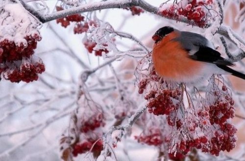 Bu gecə Kiçik çillə bitir