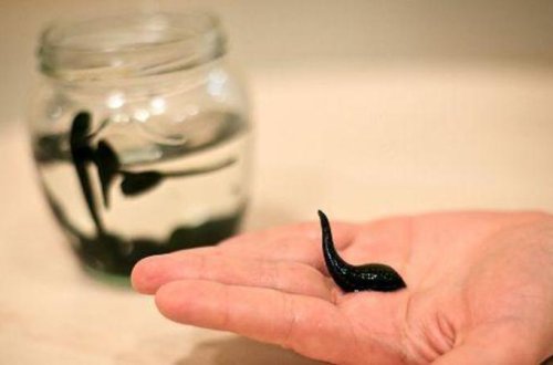 Azərbaycanda yeni heyvan növləri aşkar edildi