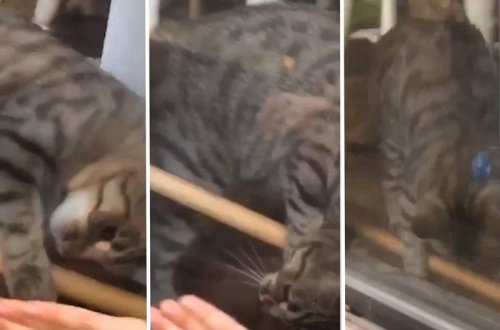 Pişik bağlı qapı arxasında qalan sahibinə belə kömək etdi - VİDEO