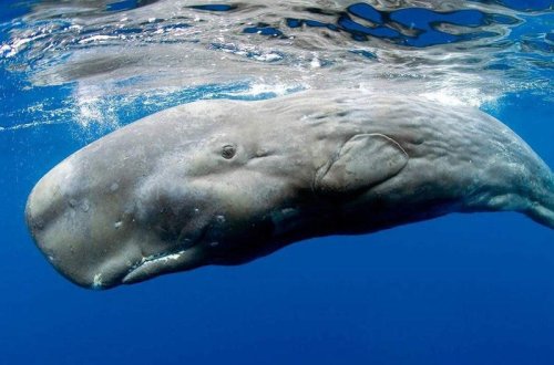 İslandiya balina ovuna icazəni daha 5 il uzatdı