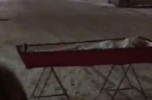 Rusiyada ana oğlunun tabutunu şəhər meriyasının qarşısına gətirdi - VİDEO