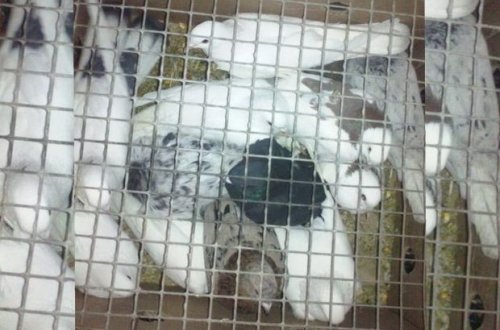 Azərbaycandan Rusiyaya qanunsuz göyərçin keçirmək istədilər