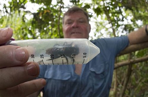 Dünyanın ən böyük arısı aşkarlandı - məhv olmuş sayılırdı - VİDEO - FOTO