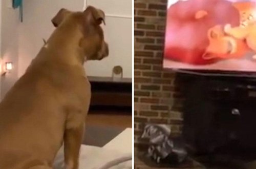 TV-yə baxan it cizgi filminin təsirli səhnəsində 