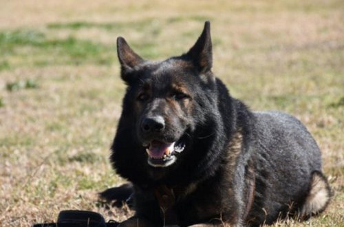 Azərbaycandan 12 ölkəyə axtarış itləri göndərilib - Birinin qiyməti 15 min avrodur - FOTO