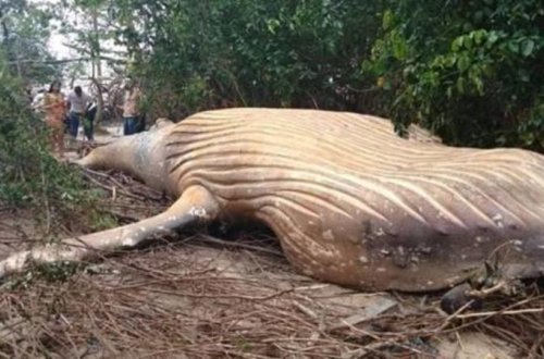 Meşədə balina tapıldı - QƏRİBƏ HADİSƏ