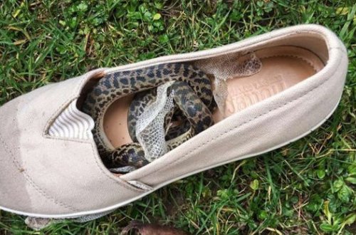 İlan təyyarədə sərnişinin ayaqqabısında bütün dünyanı fırlandı