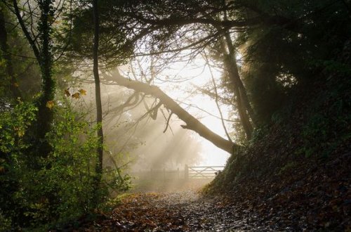 Nazirlik meşələrin çəpərlənməsinin səbəbini açıqladı