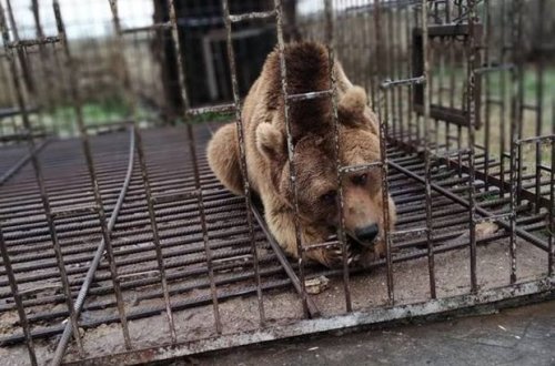 Qubalı kişi həyətində ayı saxlayırmış - FOTO