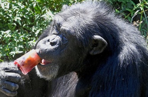 Şimpanzelərin bizə məlum olmayan sivilizasiyası varmış