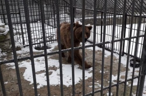 İş adamının evindəki qonur ayı Reabilitasiya Mərkəzinə təhvil verilib – FOTO