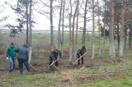 На автомагистрали Баку-Сумгайыт высажено около 100 деревьев