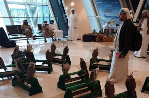 Ərəblər Bakı aeroportuna ov quşları ilə gəldi - FOTO