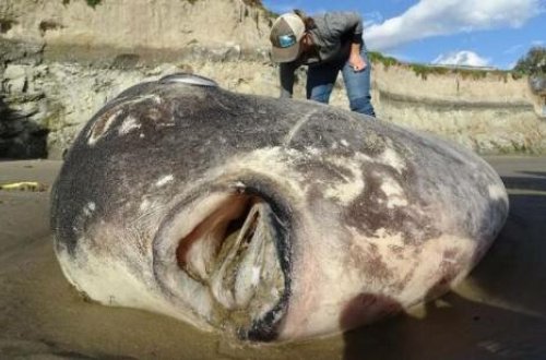 Sahilə çıxan dəniz canlısı elm adamlarını şoka saldı - FOTO