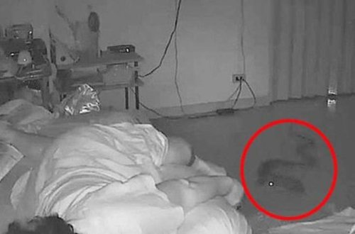 Piton sakitcə otağa girdi - Nəhəng ilan yuxuda olan xanıma baxın nə etdi / VİDEO