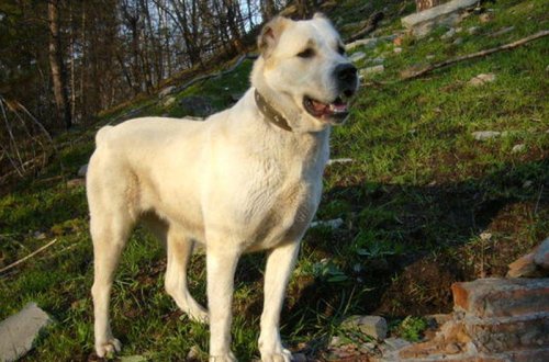 Qurdbasar cinsləri fermerlərə yardım edəcək - FOTO