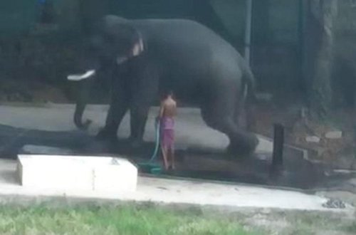 Şok kadrlar: fil onu döyən sahibinin üstünə oturdu - VİDEO - FOTO