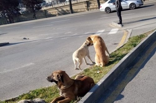 “20 Yanvar”Da Küçə Itləri Onları Çəkmək Istəyən Qıza Hücum Etdi – QORXULU VİDEO – FOTOLAR