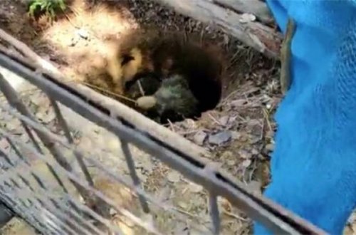 Quyudan 4 saata çıxardtılar, kəndlilər şokda - FOTO