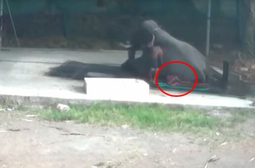 Fil nəzarətçini tapdalayıb öldürdü – Video