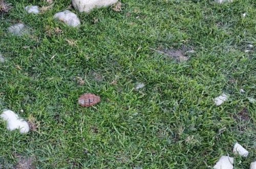 Tağıyev qəsəbəsində təhlükəli tapıntı - FOTO