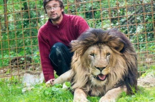 Şir öz sahibini parçaladı, meyiti götürmək üçün heyvanı öldürmək lazım gəldi - VİDEO