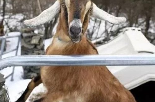 Keçi bələdiyyə sədri seçildi