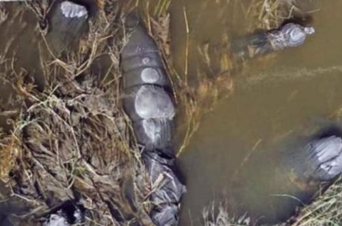 Cəsəd parçalarını 19 kisəyə yığdılar və... – DƏHŞƏTLİ CİNAYƏT