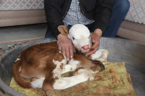 İNANILMAZ: Evində saxlayır, süd verir və... - FOTOLAR