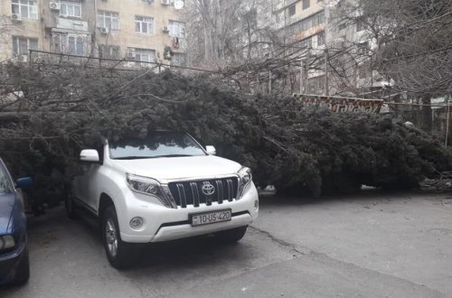 Güclü külək ağacı “Prado” və “BMW”nin üzərinə aşırdı - FOTO