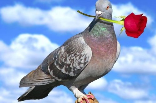 Poçt göyərçini fantastik qiymətə satıldı - FOTO