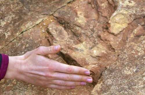 Dinozavrlardan daha qədim - 500 milyon yaşı olan canlı tapılıb