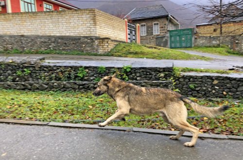 ABŞ-da it öz həyatı bahasına sahiblərini xilas edib