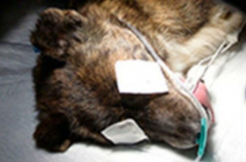 Türkiyədə it üzərində katarakta əməliyyatı icra olunub