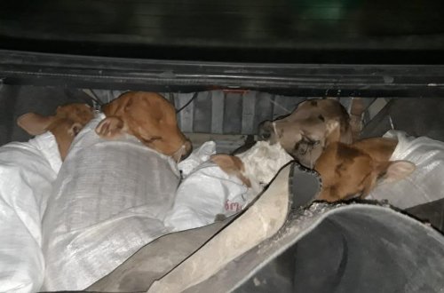 ГТК Азербайджана выявил попытку контрабандного провоза животных