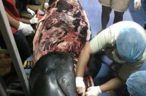 Balinanın mədəsindən çıxanlar hər kəsi şoka saldı - VİDEO