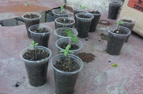 Ağdaş sakini dibçəkdə narkotik yetişdirirmiş - FOTO