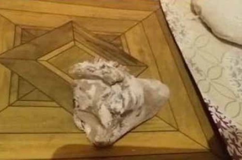 Azərbaycanda un kisəsindən heyvan sümüyü çıxdı (VİDEO)