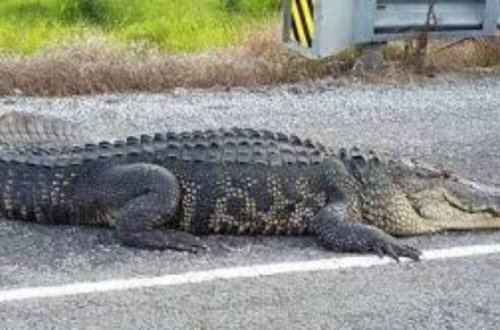 Timsahın qorxusundan soyuducuda gizləndi, ayağını itirdi