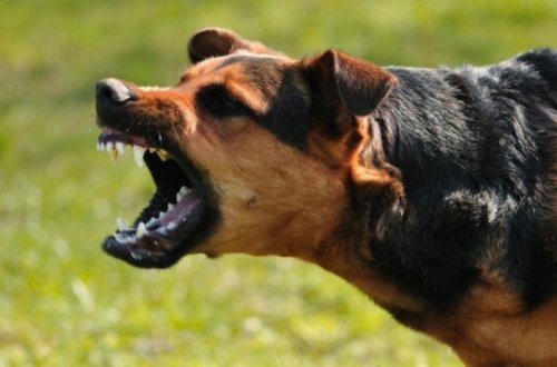 Evin bir oğlu it tutmasından öldü: 