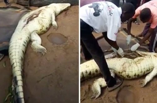 Şok: İtkin düşən uşağın cəsədinin qalıqları timsahın qarnından çıxdı (+18 FOTO )