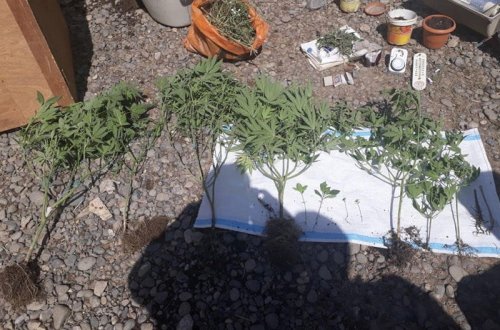 Evində narkotik bitki əkib-becərən Şəki sakini saxlanıldı