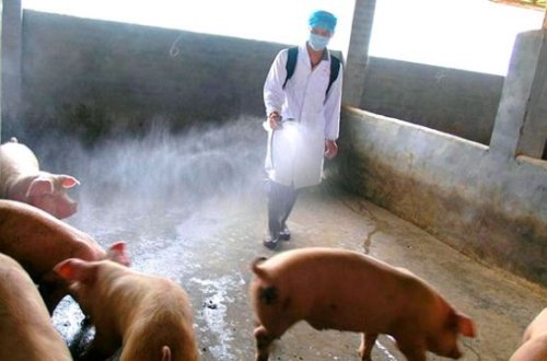 Donuzun BEYNİNİ çıxarıb APARATA QOŞDULAR - ŞOK hadisə yaşandı