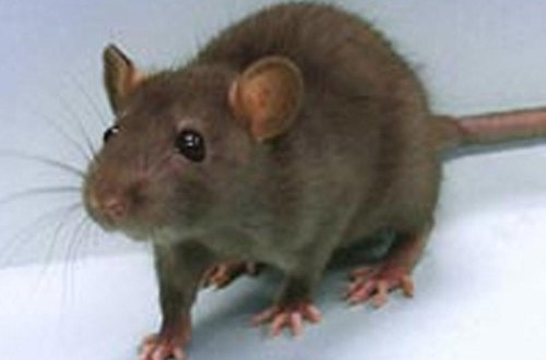 Yevlaxda 34 yaşlı kişinin dodaqlarını siçan dişlədi