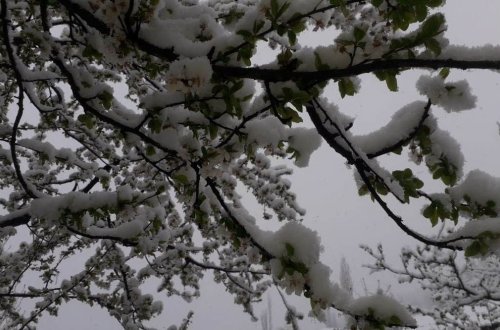 В Губе выпал снег - ФОТО