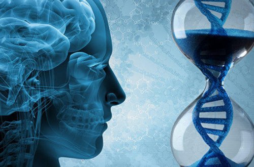 Медики выяснили, почему ожирение ухудшает работу памяти