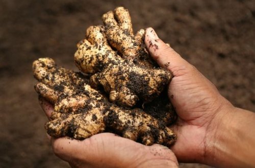 Bu şəxslərə zəncəfil yemək QƏTİYYƏN OLMAZ! / Video