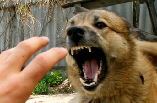 Bakının bu ərazisində itlər küçələrdən toplanılır, qısırlaşdırılır