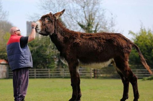 Bu heyvanı görənlər heyrətə düşür - FOTO